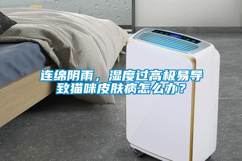 連綿陰雨，濕度過高極易導致貓咪皮膚病怎么辦？